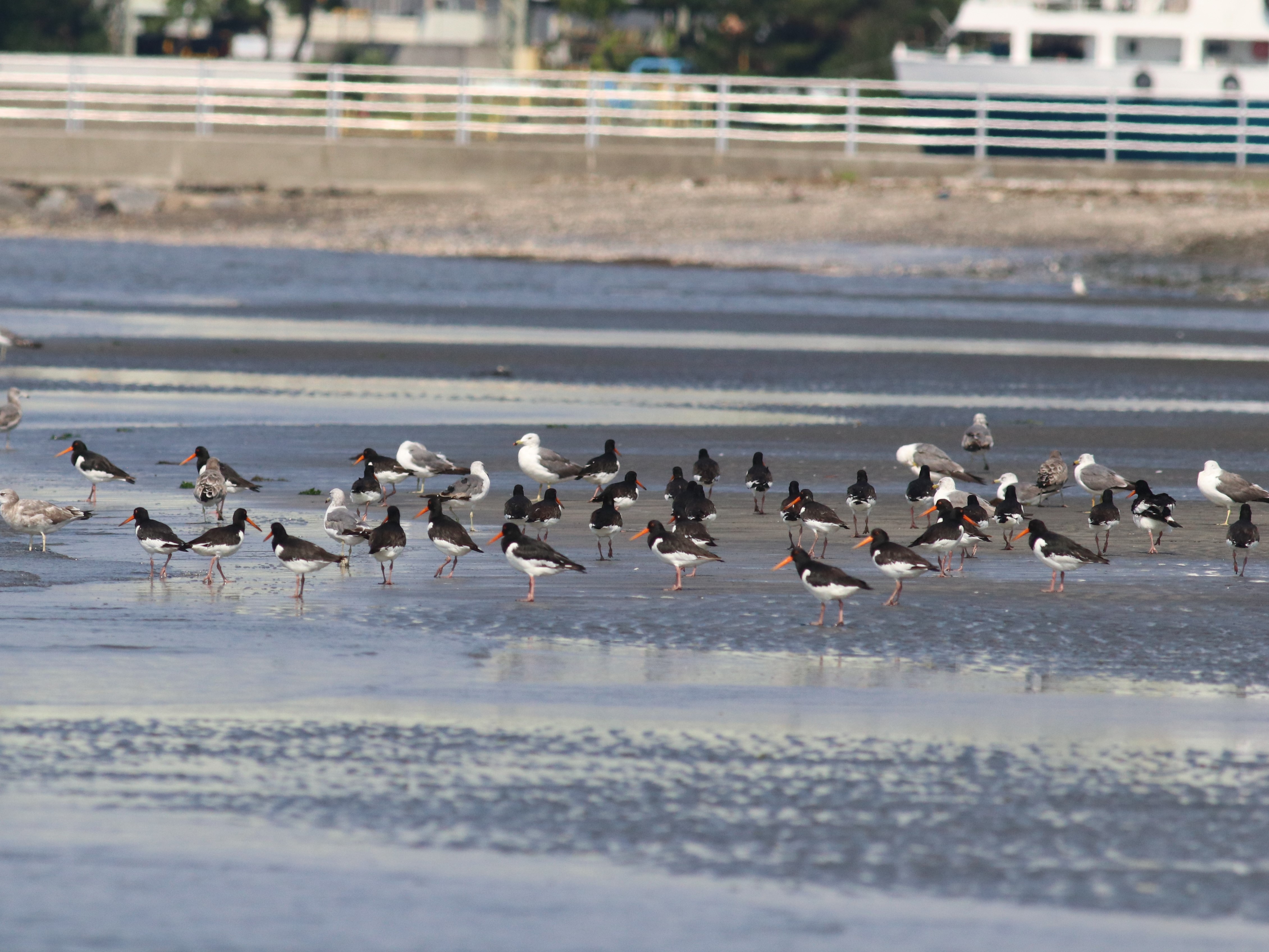 浜辺のミヤコドリ